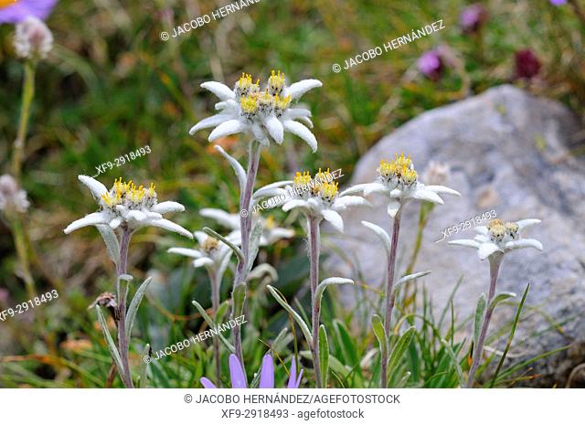 Edelweiss (Leontopodium alpinum). Ordesa National Park. Pirineos mountains. Huesca province. Aragon. Spain
