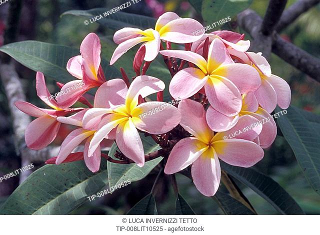 Tropical plants, frangipani plumeria rubra