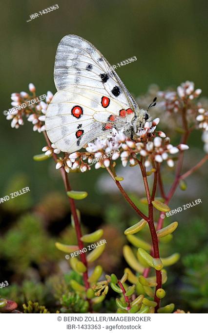 Mountain Apollo butterfly (Parnassius apollo), resting on a White Stonecrop (Sedum album), host plant of its caterpillar