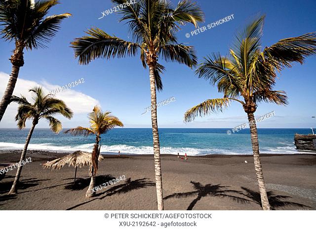 coconut trees on the black beach in Puerto Naos, La Palma, Canary Islands, Spain, Europe