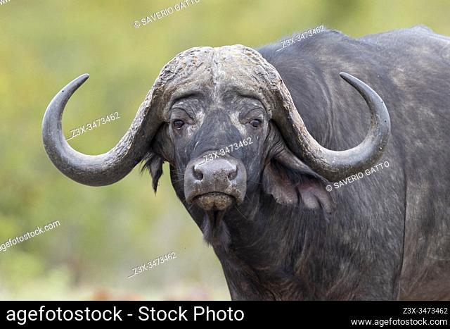 African Buffalo (Syncerus caffer), adult male close-up, Mpumalanga. South Africa