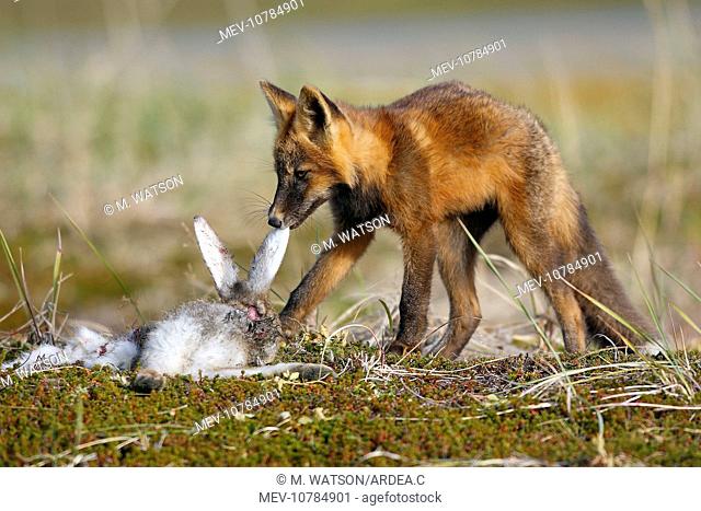Red Fox - young - dark phase - eating a Snowshoe Hare (Vulpes vulpes)