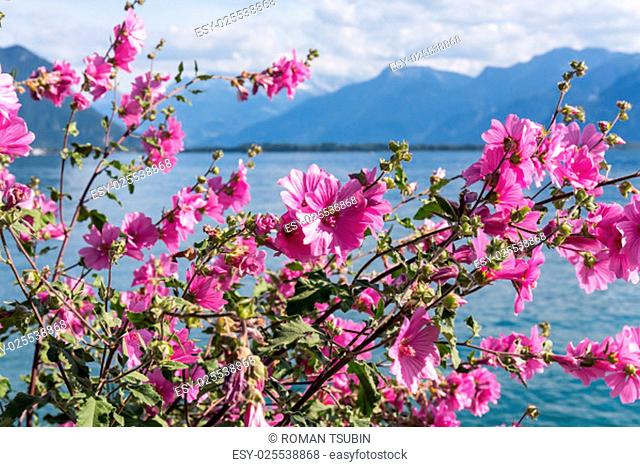 Flowers against mountains and lake Geneva from the Embankment in Montreux. Switzerland
