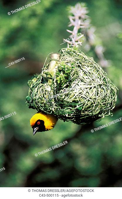 Masked Weaver (Ploceus velatus); the male has finished with building the nest and now tries to attract a female. Only breeding males develop the black mask and...