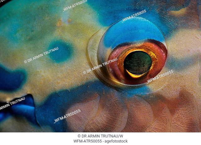 Eye of a parrotfish, Scarus quoyi, Indian Ocean Andaman Sea Pulau Weh, Indonesia