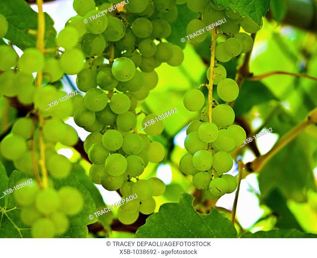 Green grapes on vine  horizontal