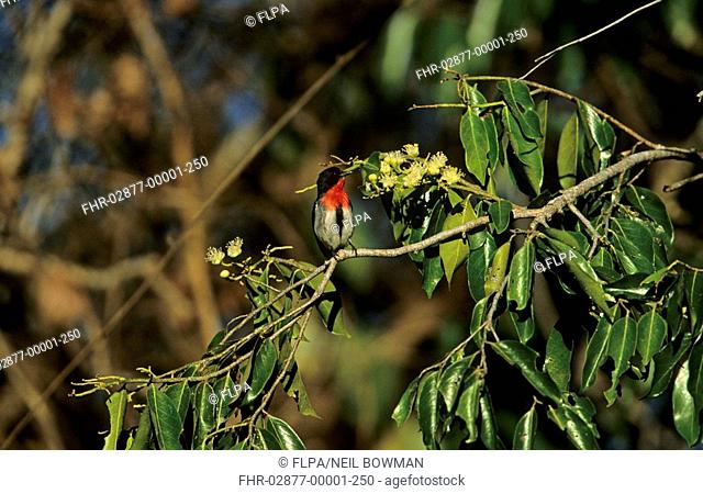 Mistletoebird Dicaeum hirundinaceum Male - Northern Territory, Australia