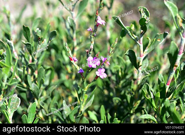 Salado (Limoniastrum monopetalum) is an halophyte shrub native to northwestern Africa and southwestern Spain and naturalized in Delta del Ebro