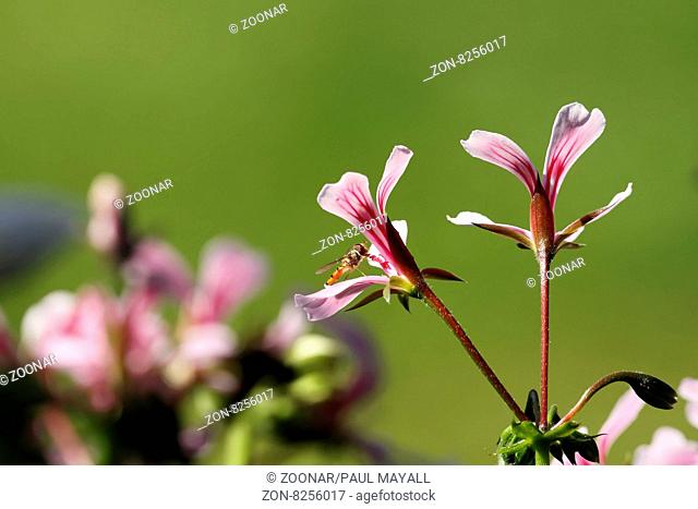 Hoverfly Syrphidae ( Lapetia equestris ) on a Pelargoniums flower ( Perlargonium spec. )