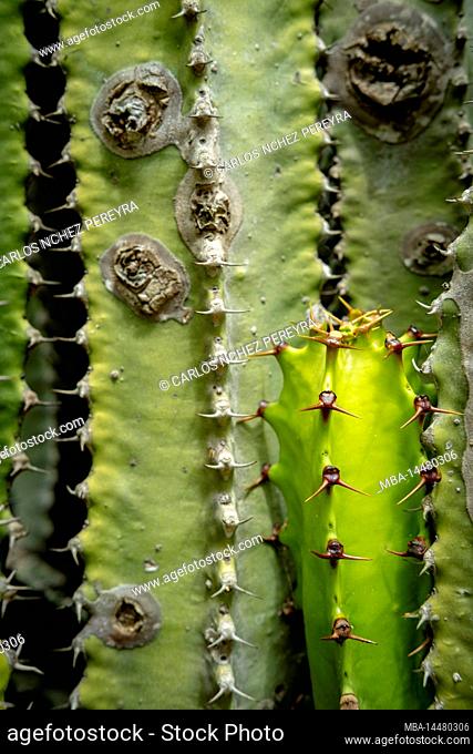 Euphorbia canariensis cactus, detail