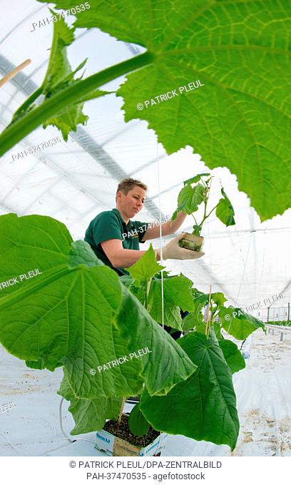 Gardners Kerstin Thiele from Fontana Gartenbau GmbH plants young cucumber plants in a greenhouse in Manschnow, Germany, 20 February 2013