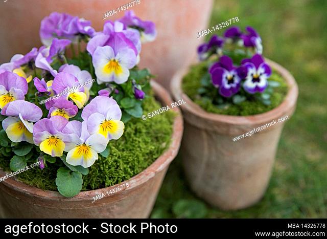 Pots with colorful horned violets (Viola cornuta)