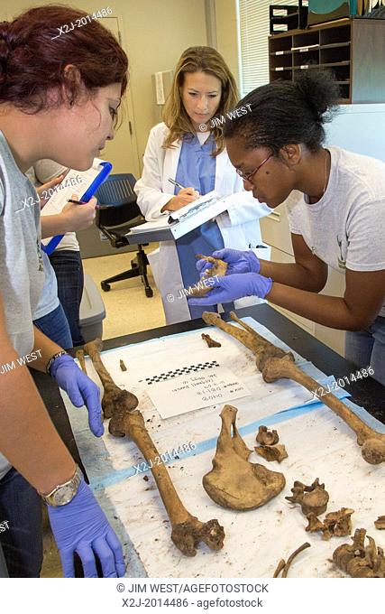 Waco, Texas - Forensic scientist Dr. Lori Baker (center) and her students at Baylor University work to identify the remains of unidentified migrants who died...