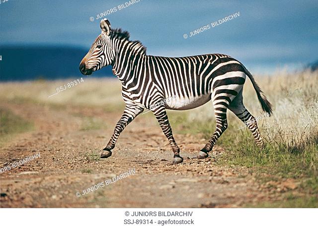 mountain zebra / Equus zebra