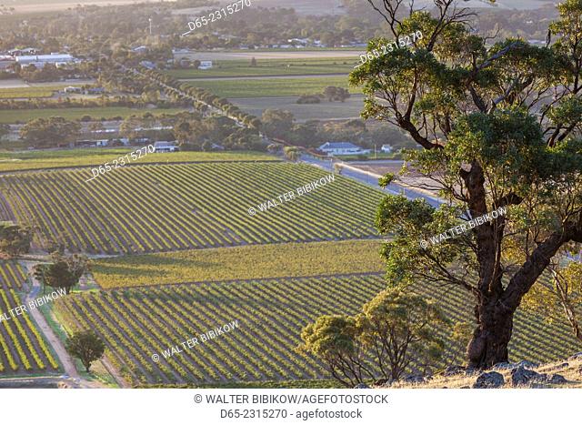 Australia, South Australia, Barossa Valley, Tanunda, elevated vineyard view from Mengler's Hill, dusk