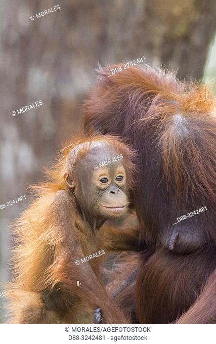 Asia, Indonesia, Borneo, Tanjung Puting National Park, Bornean orangutan (Pongo pygmaeus pygmaeus), Adult female with a baby