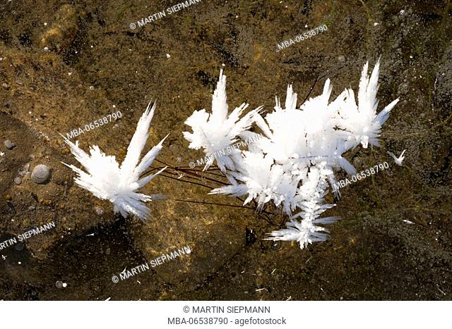 Ice-crystals on frozen surface, nature reserve Isarauen, Upper Bavaria, Bavaria Germany