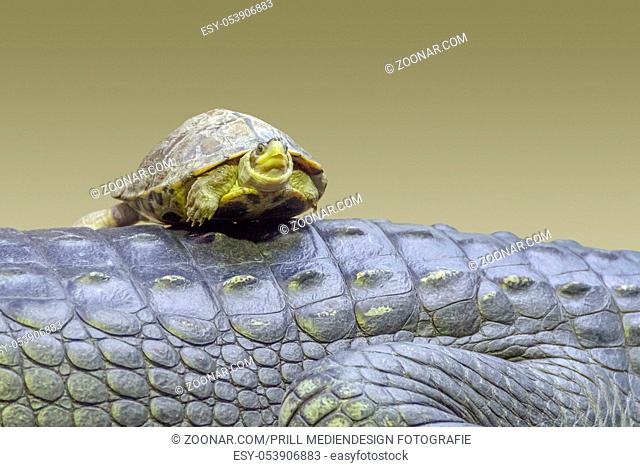 turtle resting on a Ghavials back