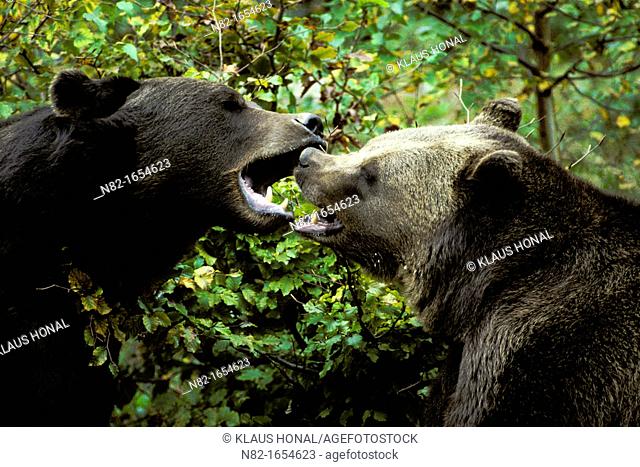 Fighting Brown Bears Ursus arctos in the Bavarian Forest National Park - Bavaria/Germany