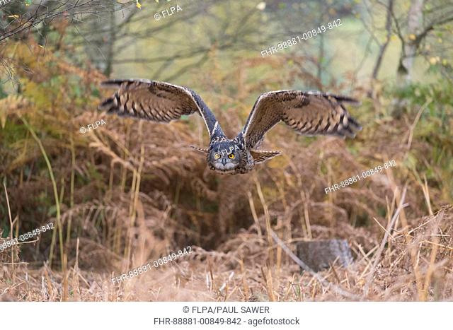 Eurasian Eagle Owl (Bubo bubo) adult, flying in woodland, Suffolk, England, October, controlled subject
