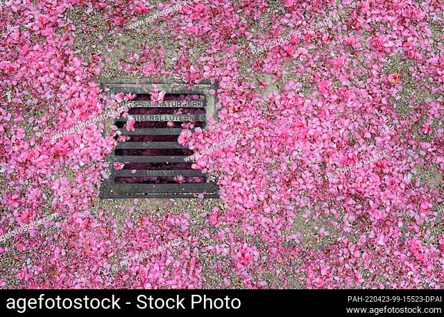 23 April 2022, Bavaria, Würzburg: Partially covered with petals of Japanese ornamental cherries is a canal cover in the courtyard garden of the residence