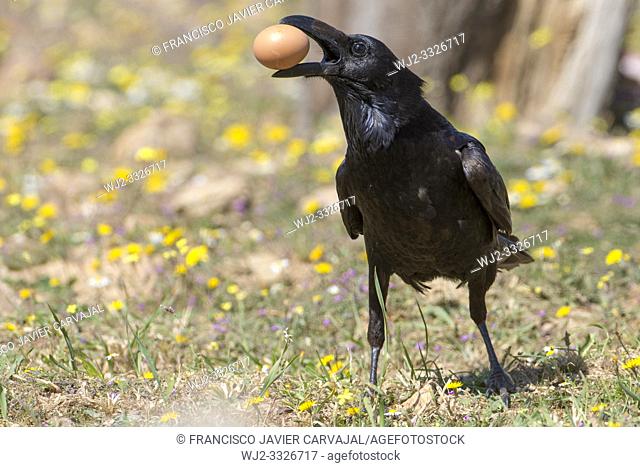 Common raven (Corvus corax) with a rare brown plumage, eating an egg, Extremadura, Spain