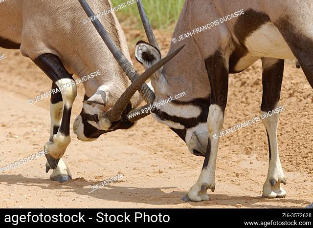 Gemsboks (Oryx gazella), two adult males, fighting for dominance, on a dirt road, Kgalagadi Transfrontier Park, Northern Cape, South Africa, Africa