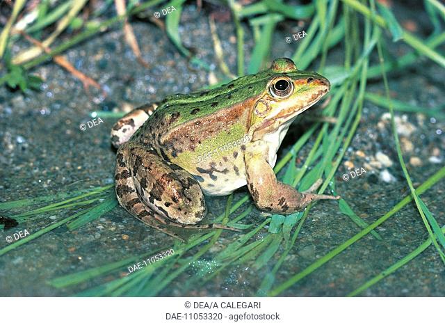 Zoology - Amphibians - Edible Frog (Pelophylax kl. esculentus)