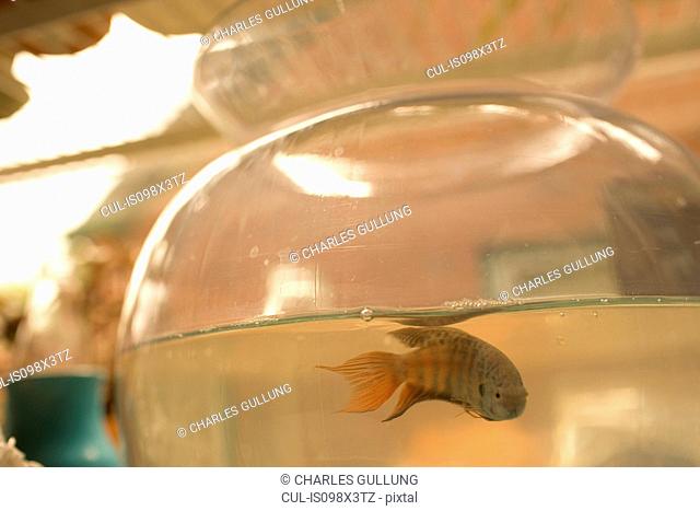 Fish in goldfish bowl