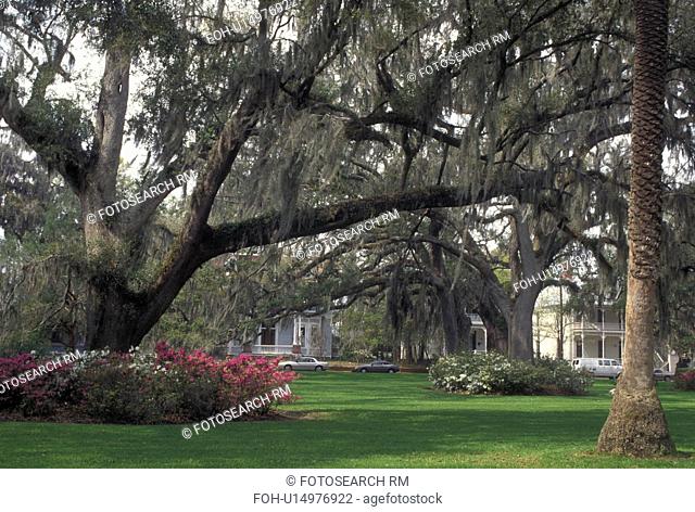 Brunswick, GA, Georgia, Trees covered with Spanish Moss on the grounds of Courthouse Square in downtown Brunswick in the spring