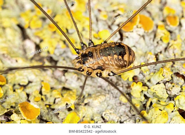 Harvestman (Leiobunum rotundum), female, Austria