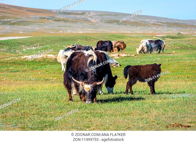 Yaks in the pasture in kyrgyz mountains, Kyrgyzstan
