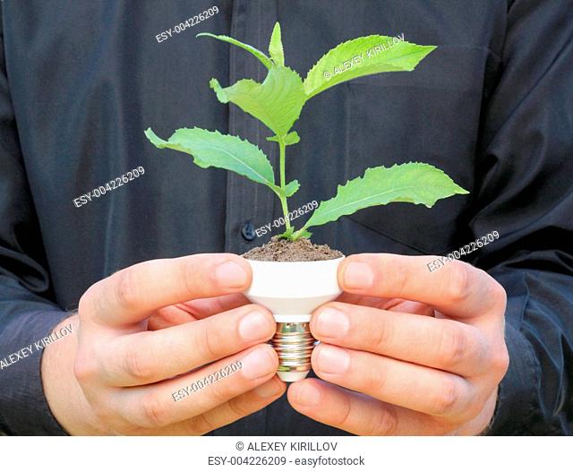 plant in a base of energy-saving bulb