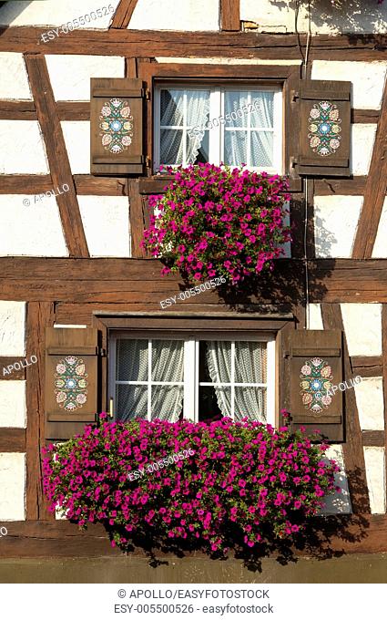 Flower box brimming with petunia in a window of half-timbered house, Baden-Wuerttemberg, Germany