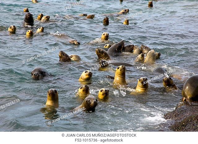 South American Fur Seal or Arctocephalus australis. Puerto Deseado. Patagonia. Argentina