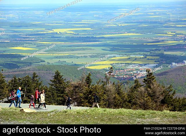 24 May 2021, Saxony-Anhalt, Schierke: Excursionists walk along a path on the Brocken, with fields of rape in bloom in the distance