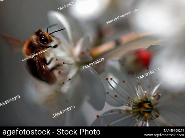 RUSSIA, IVANOVO - MAY 15, 2023: A bee is seen by a blooming cherry tree. Vladimir Smirnov/TASS