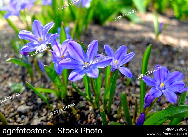 The blue snow shine (Chionodoxa, snow pride, star hyacinth)