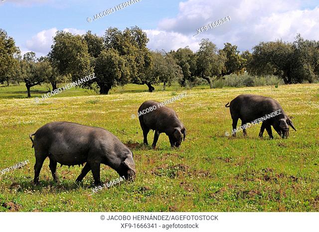 Iberian pigs on dehesa wooded meadow typical of southern Spain  Badajoz province  Extremadura  Spain