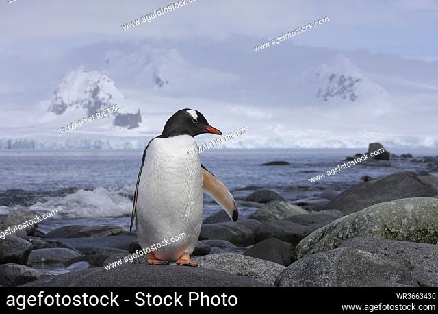 Antarctica, South Shetland Islands, Gentoo Penguins (Pygoscelis papua)