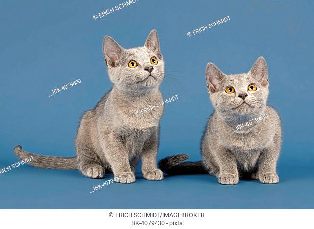 Two Russian Blue cats, kittens, 10 weeks