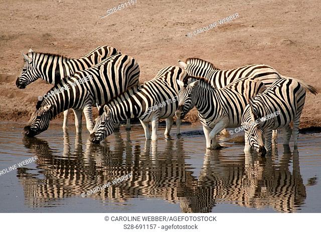 Zebras at waterhole, Etosha National Park. Namibia