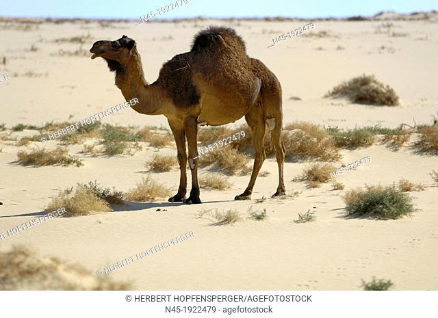 Camel; Camelus Dromedarius; Egypt Desert; Egypt