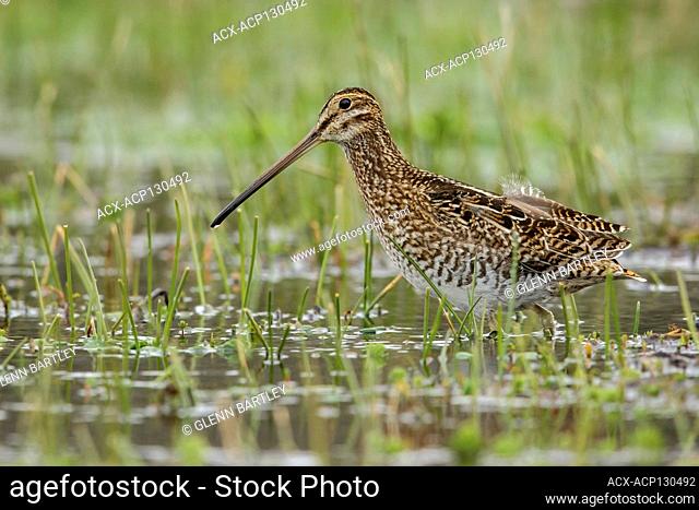 Noble Snipe (Gallinago nobilis) feeding in a lake in the Andes mountains in Colombia