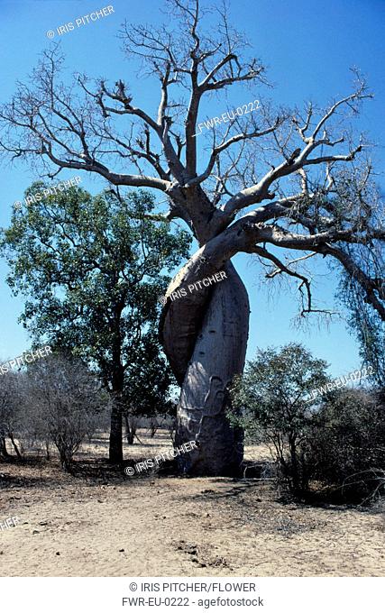 Adansonia digitata, Baobab