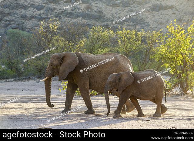 African Elephant (Loxodonta africana). So-called desert elephant. Cow with calf roaming the dry bed of the Aba-Huab river
