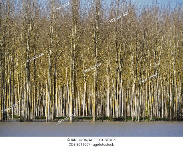 poplar grove, Salicaceae spp. and flooded field near the Canal de Garonne near Marmande, Lot-et-Garonne Department, Aquitaine, France