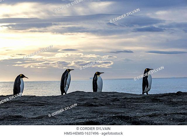 Antarctic, South Georgia Island, Saint Andrews plains, King Penguin (Aptenodytes patagonicus), adult