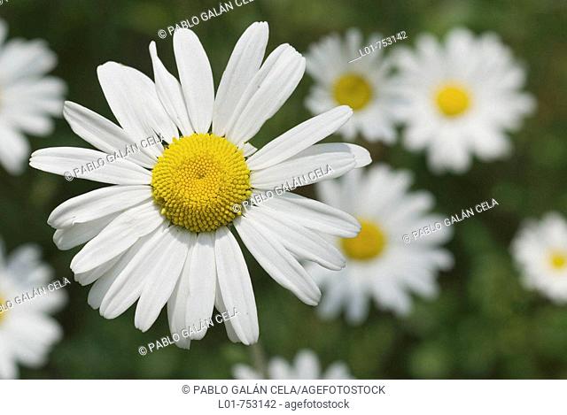 Daisy (Leucanthemum vulgare)