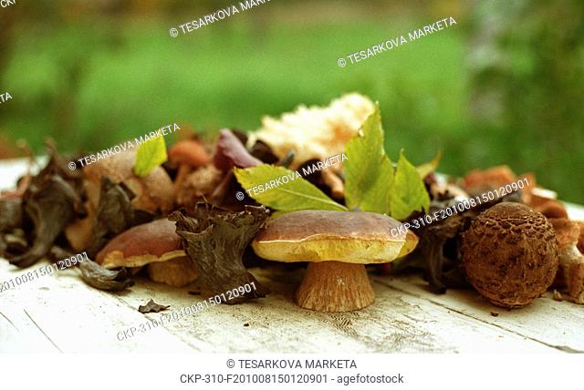 Mix of fresh mushrooms - Boletus edulis, Clitocybe anisata, Macrolepiota procera, Craterellus cornucopioides are seen in Picin, Czech Republic, Oct 12, 2008